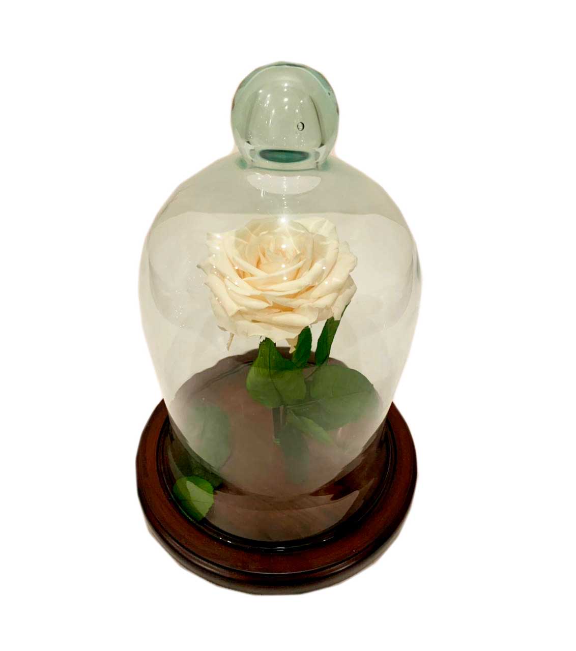 Rosa preservada en cúpula de cristal | Recupera Tu Silla