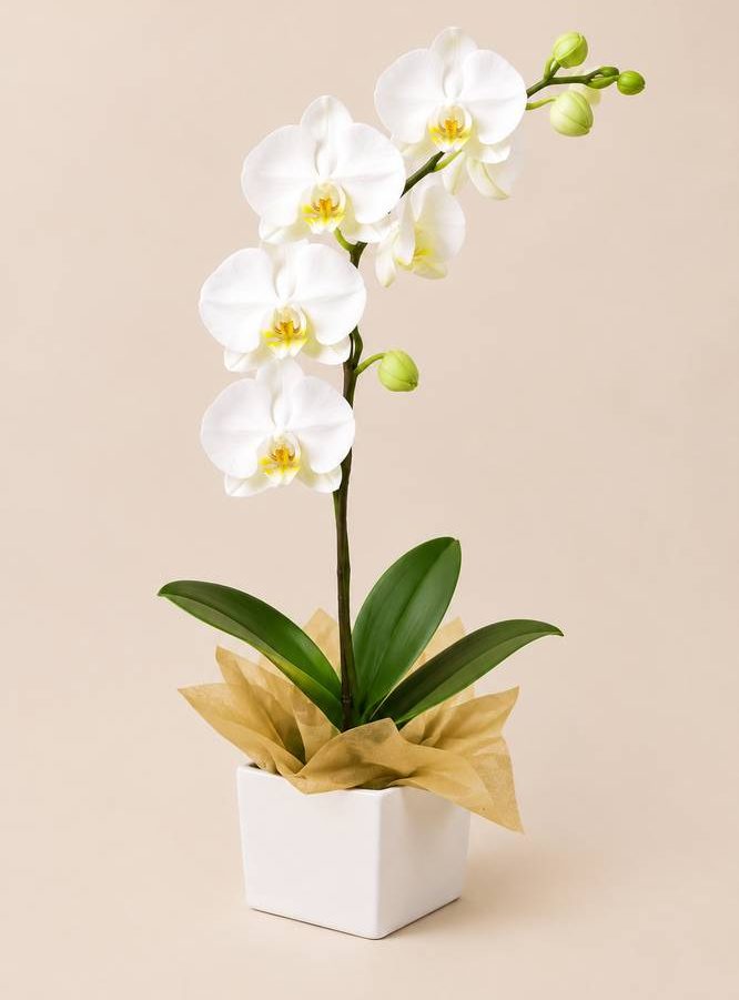 orquidea-blanca-mediana-multiflora-regalo-solidario